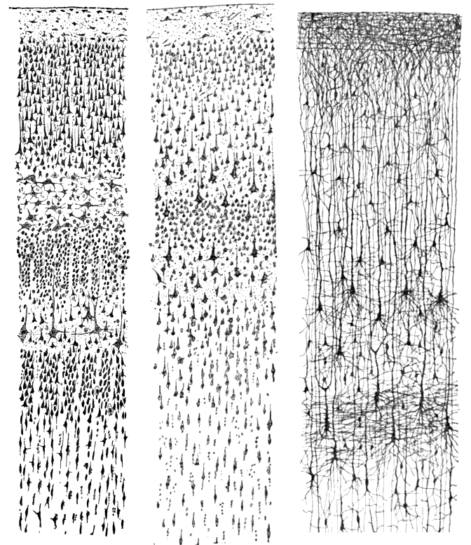 Rysunki warstw kory mózgowej, Santiago Ramón y Cajal