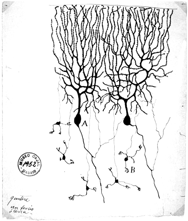 Rysunek neuronów móżdżku, Santiago Ramón y Cajal, 1899